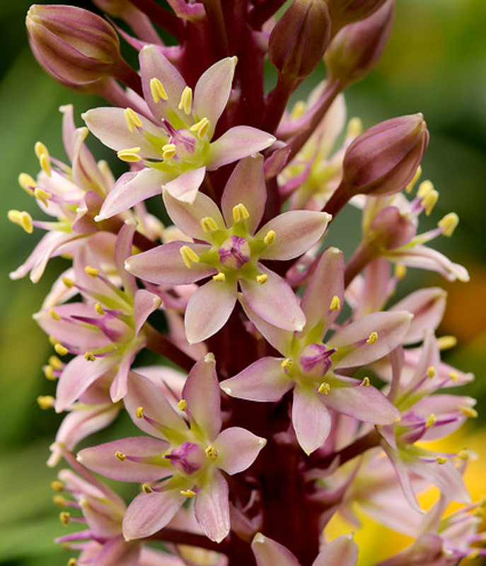 comosa 'Sparkling Burgundy' (Pineapple Lily)